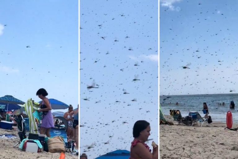 Susto en EE.UU.: una plaga de libélulas causó histeria en una playa de Rhode Island imagen-4