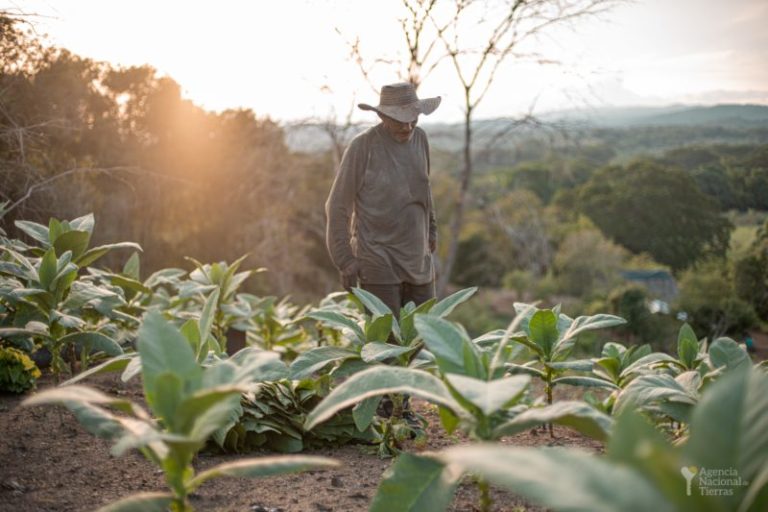 Escándalo en la Agencia Nacional de Tierras: revelan irregularidades en la compra predios por $17.000 millones imagen-5