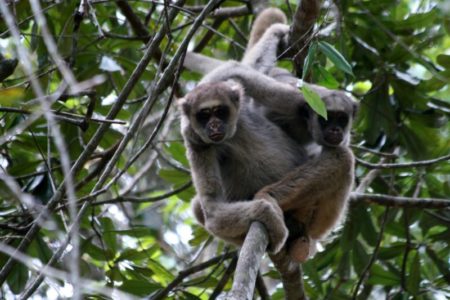 Cuatro datos pocos conocidos sobre el primate más grande de América imagen-7