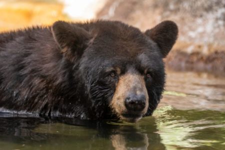 Ola de calor: la curiosa estrategia de un zoológico de Florida para mantener frescos a los animales al aire libre imagen-14