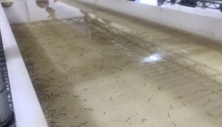 Mosquitos infectados con la bacteria Wolbachia son liberados en Foz do Iguaçu imagen-9