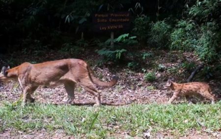 Captaron una puma hembra con su cachorro en el Salto Encantado imagen-16