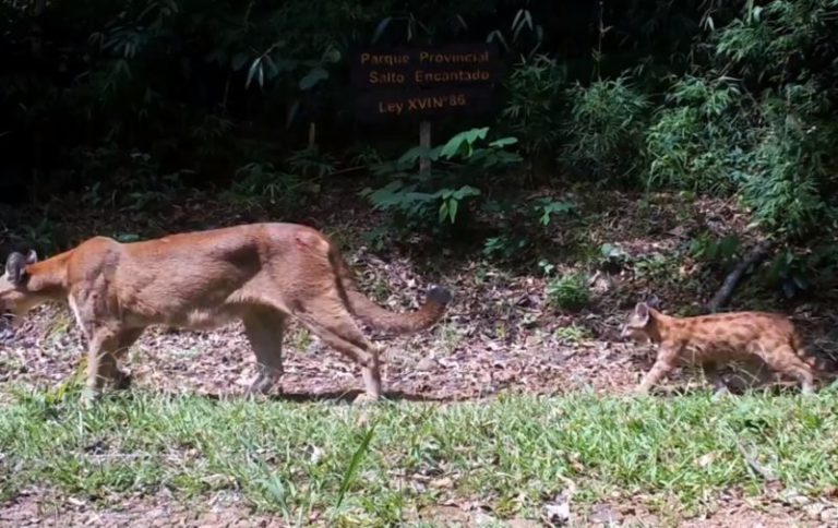 Captaron una puma hembra con su cachorro en el Salto Encantado imagen-4