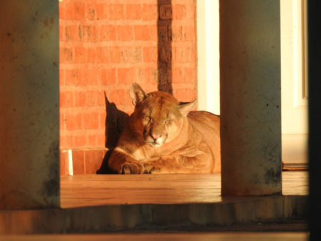 Apareció un puma “tomándose una siesta” en el Centro Cívico de Colonia Liebig imagen-12