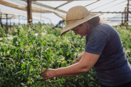 En la provincia hay más de 100 chacras en transición agroecológica imagen-14