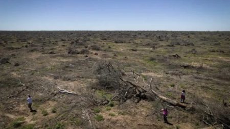 Denunciaron a funcionarios y empresarios chaqueños por el desmonte de bosques nativos imagen-7