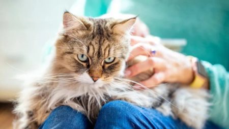 Cómo surgió la frase "señora de los gatos" y por qué es ofensiva para algunas mujeres imagen-10