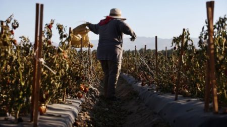 El calor récord aumentará el costo de las frutas y verduras imagen-10