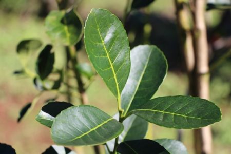 Aclaraciones del Inym respecto al informe de la Uade sobre desregulación y precios de la yerba mate imagen-8