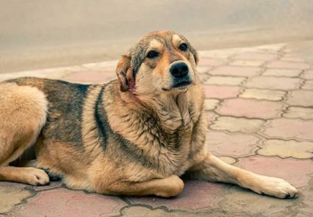 Día Mundial del Perro: por qué se celebra cada 21 de julio imagen-13