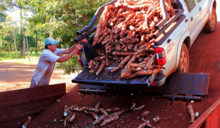 Destacan que Misiones lidera la producción de mandioca en la Argentina imagen-3