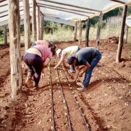 La unidad productiva 1 de Mayo en Comandante Andresito impulsa la agricultura sostenible y el desarrollo local imagen-10