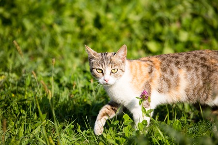 ¿A dónde se van los gatos cuando salen de casa? Un estudio respondió la incógnita imagen-10