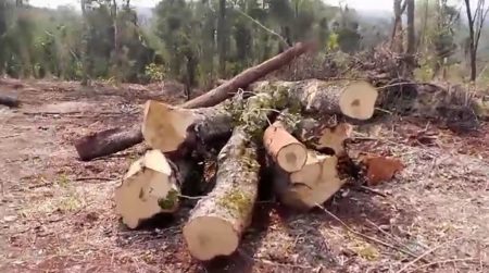 Tekoa El Doradito, en Caraguatay, volvió a sufrir el desmonte de su territorio – OberaInside.com.ar imagen-7