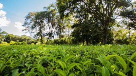 Misiones participará del evento “Cocina Abierta” en Buenos Aires imagen-14