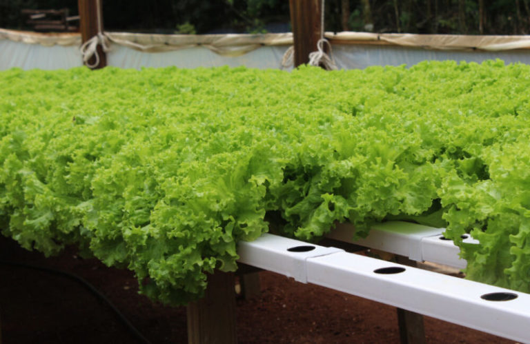 Desde el martes, la horticultura del país estará en Posadas imagen-4