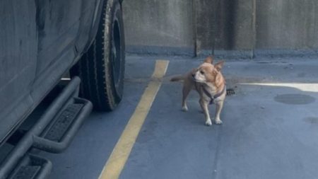 Abandono familiar: una de cada diez mascotas callejeras en Bogotá proviene de un hogar imagen-6