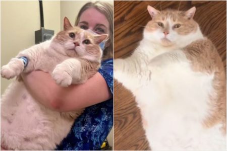 La historia de Biggie Smalls, el gato de 19 kilos que se convirtió en una estrella de TikTok imagen-16