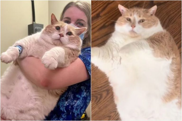 La historia de Biggie Smalls, el gato de 19 kilos que se convirtió en una estrella de TikTok imagen-4