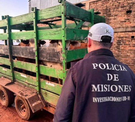 Policías frustraron el robo de ganado: tres vacunos recuperados y una camioneta secuestrada – OberaInside.com.ar imagen-10