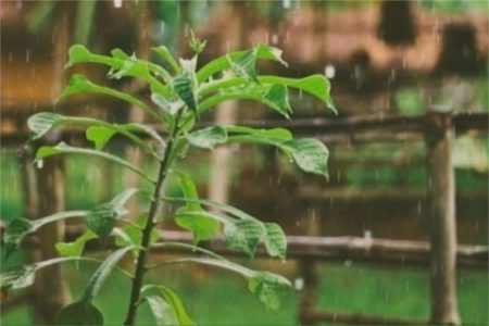 Qué es la cocina de lluvia y cómo implementarla imagen-8