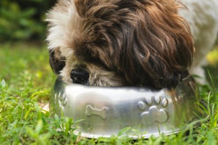 El país sudamericano que más dinero gasta en alimentos para mascotas imagen-13