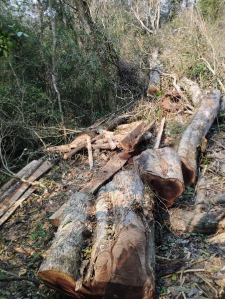 Frenan apeo ilegal de madera nativa en Caraguatay imagen-12