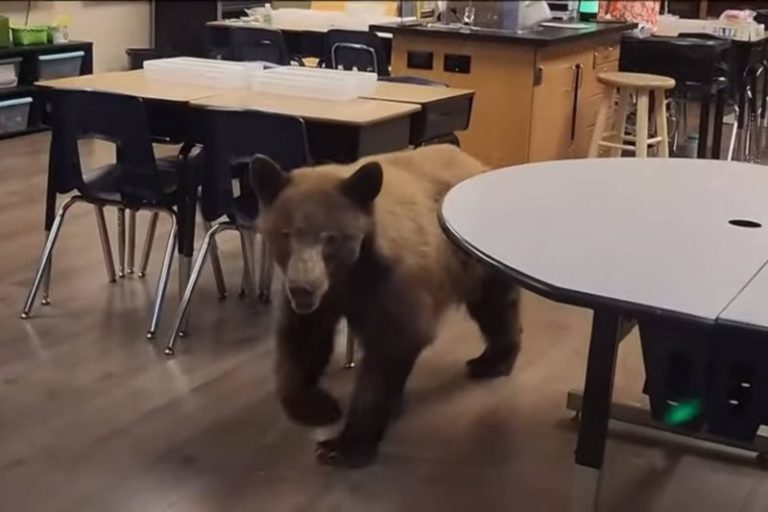 Un oso entró a una escuela de California y dejó en shock a una maestra: “Vino corriendo” imagen-4