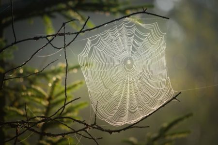 La araña gigante que escapó de la extinción en el Reino Unido y tiene el tamaño de un ratón imagen-12