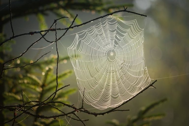 La araña gigante que escapó de la extinción en el Reino Unido y tiene el tamaño de un ratón imagen-4