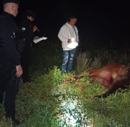 Detienen a un hombre que mató a machetazos a un caballo imagen-8