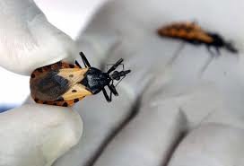 Día Nacional del Chagas: Casi 1 millón y medio de personas en Argentina padecen Chagas imagen-8