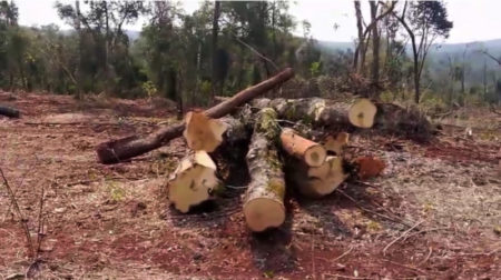 Denuncian nuevo desmonte en territorio de Tekoa El Doradito en Caraguatay imagen-15