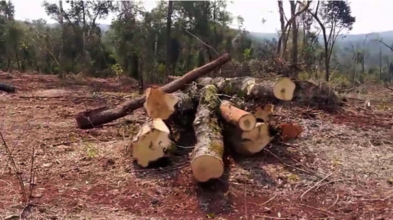 Denuncian nuevo desmonte en territorio de Tekoa El Doradito en Caraguatay imagen-1