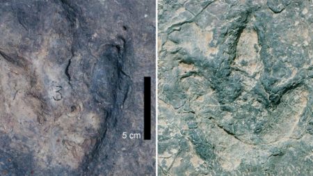 Encuentran dos conjuntos de huellas de dinosaurio similares en orillas opuestas del océano Atlántico imagen-10