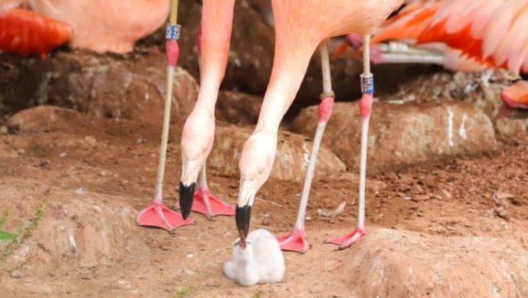 Una pareja de flamencos del mismo sexo logra empollar un huevo en un zoológico del Reino Unido imagen-4