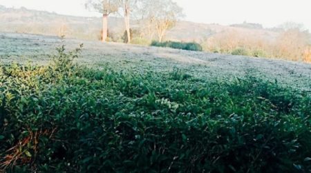 Este lunes se registró la helada más intensa de un agosto récord en Misiones imagen-14