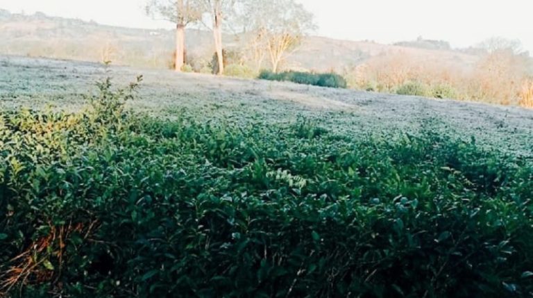 Este lunes se registró la helada más intensa de un agosto récord en Misiones imagen-4