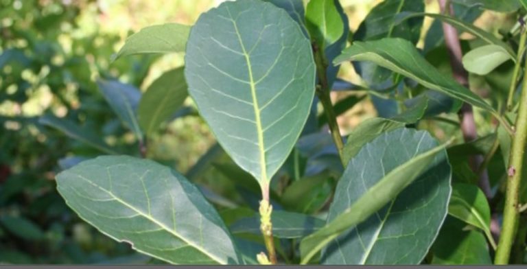 Yerba mate: el precio de la hoja verde cayó de 0,60 centavos de dólar a 0,18-20 centavos imagen-4