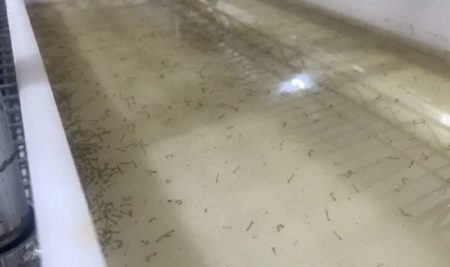 Foz do Iguazú: Comienzan a liberarse mosquitos contra el dengue imagen-14