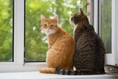 Día Internacional del Gato: 5 razones para tener uno en casa imagen-9