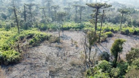 Guardaparques y efectivos de la Policía controlaron un incendio en el Parque Provincial Araucaria imagen-12