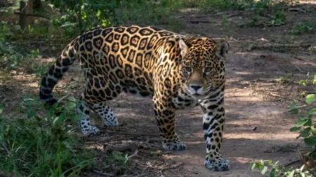 Tras la caza de un yaguareté en Formosa, ambientalistas exigen detener la deforestación imagen-15