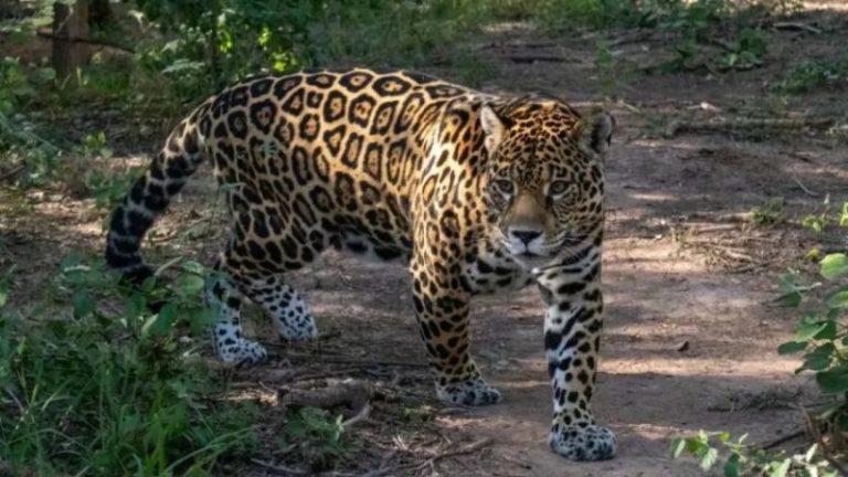 Tras la caza de un yaguareté en Formosa, ambientalistas exigen detener la deforestación imagen-4