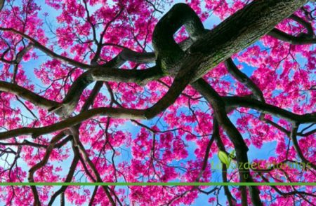 Cuando el rosado de los lapachos comienza a salpicar el paisaje, es señal de primavera en Misiones imagen-10