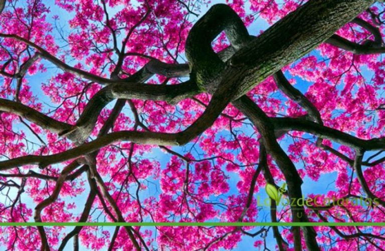 Cuando el rosado de los lapachos comienza a salpicar el paisaje, es señal de primavera en Misiones imagen-3