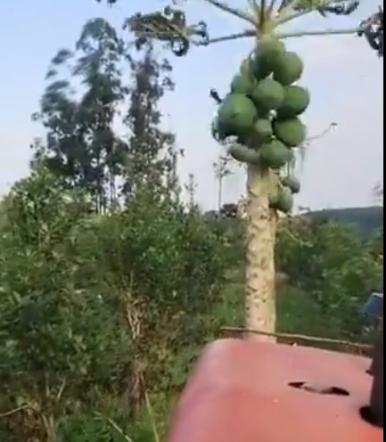 Ante la caída en las ventas, destruyen plantaciones de mamón en 25 de Mayo y gana terreno la incertidumbre entre productores imagen-9