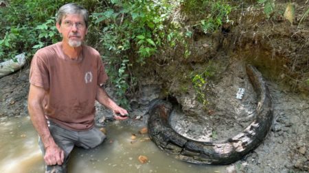 Se topó con un gran colmillo en un arroyo de Mississippi. Resultó ser el primer descubrimiento de su tipo imagen-10