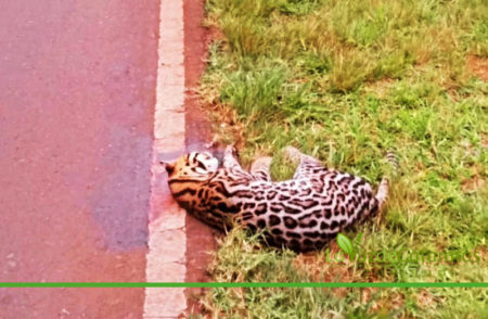 Atropellaron y mataron a un ocelote: otro golpe irreparable para la biodiversidad local imagen-13