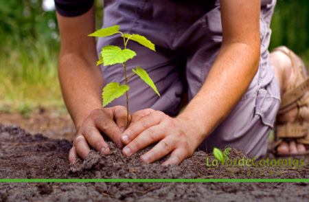 Reforestación: Aves Argentinas plantará 90 mil árboles nativos en Misiones imagen-9